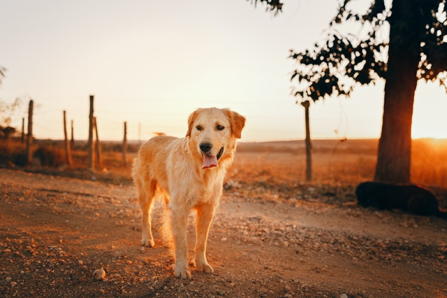 Golden retriever